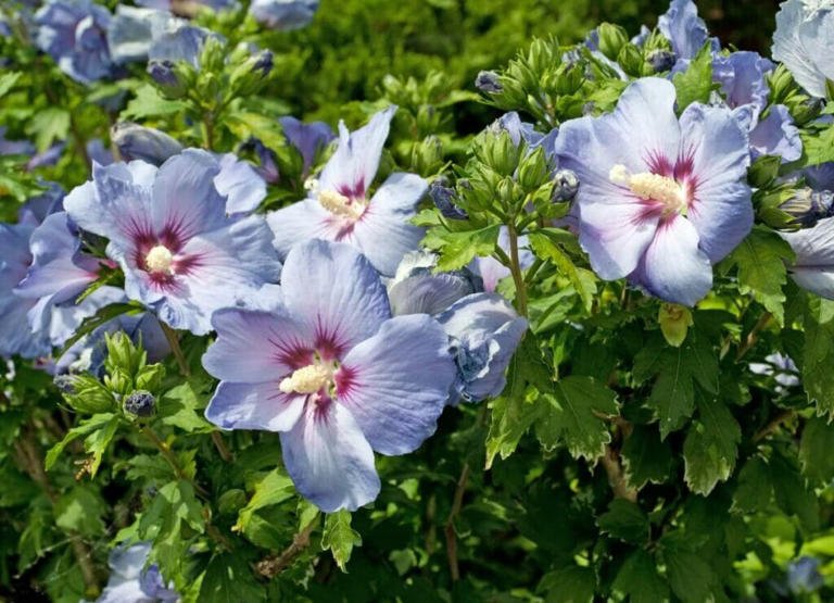 Where To Plant Hibiscus In Your Garden For Optimal Growth