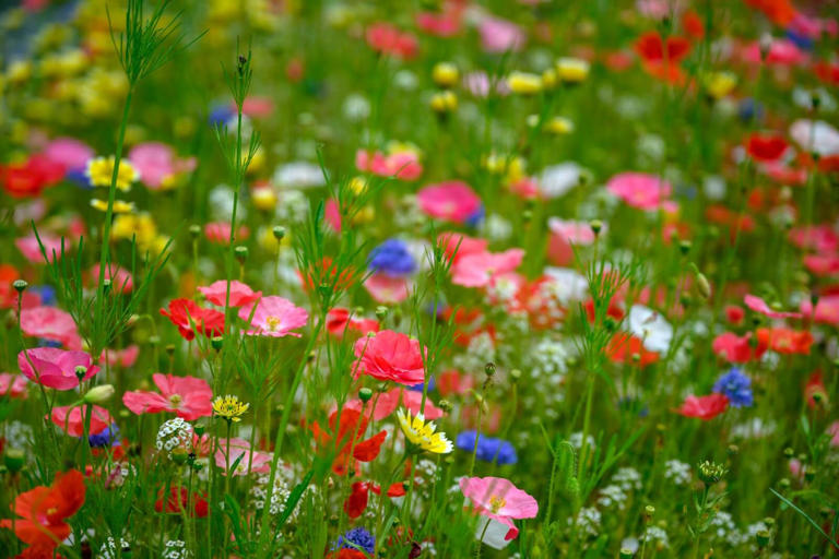Do Garden Wildflowers Need Fertilizing Each Season?