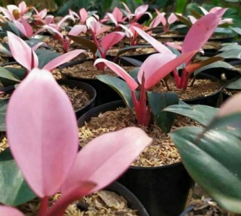 25 Beautiful Types Of Pink Houseplants