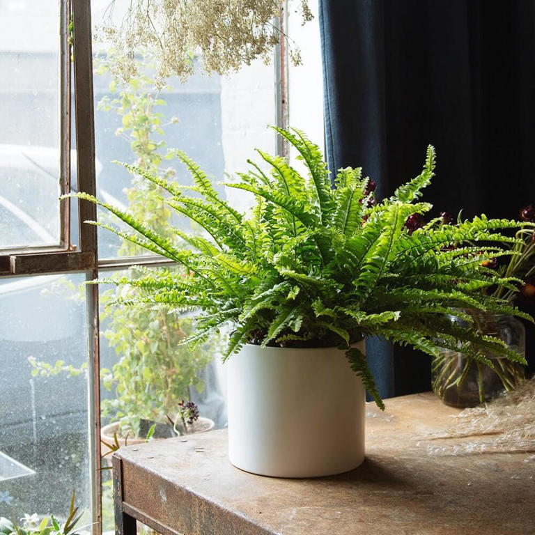 22 Best Types of Indoor Hanging Plants