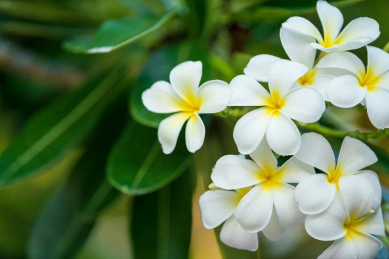 How to Grow Plumeria (Frangipani) Like a Pro