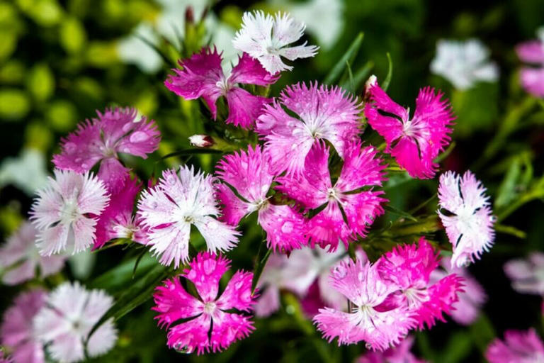 How to Grow Garden Pinks (Dianthus Chinensis) in Your Garden