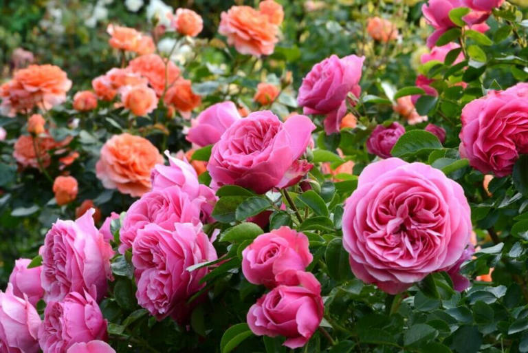 Growing Roses: Discover Their Native Range and Hardiness Zones