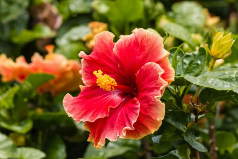 Hibiscus Flower Colors: A Comprehensive Guide to Every Shade