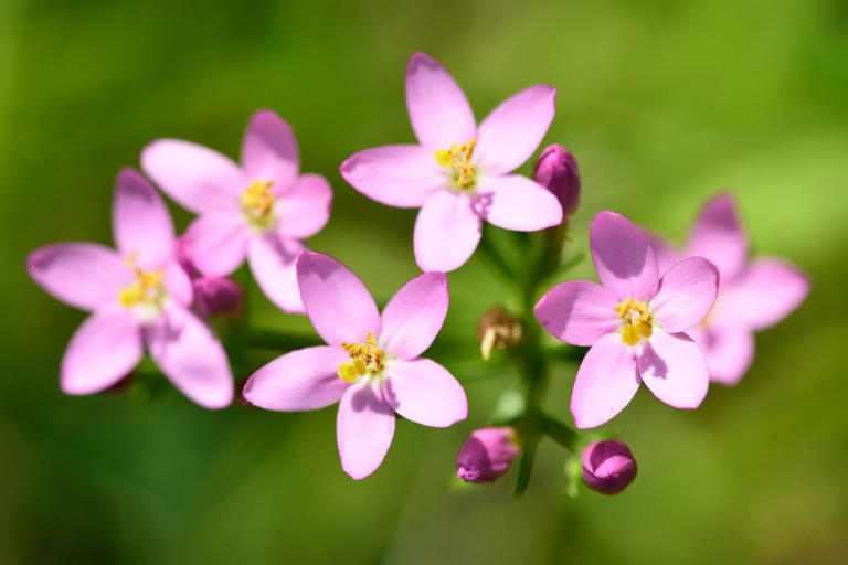 Common Centaury Flowers and Their Timeless Symbolism