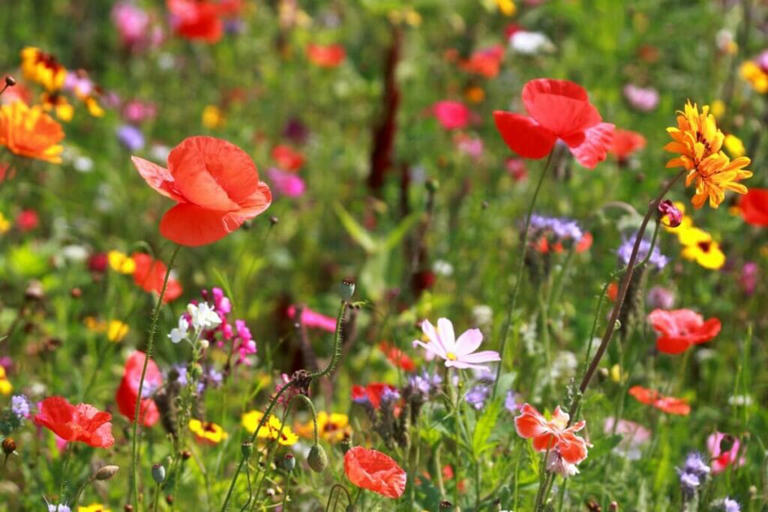 Do Garden Wildflowers Need Fertilizing Each Season?