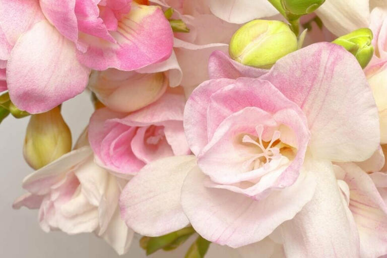 Pink freesia flowers in bloom