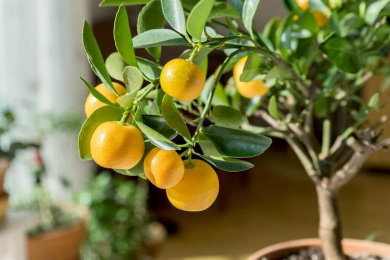 Citrus Tree Meaning, Symbolism, and Cultural Significance