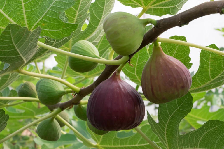 Fig Tree Meaning, Symbolism, and Cultural Significance