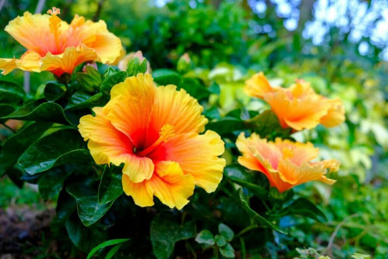 Ideal Sunlight Exposure for Hibiscus Plants to Thrive