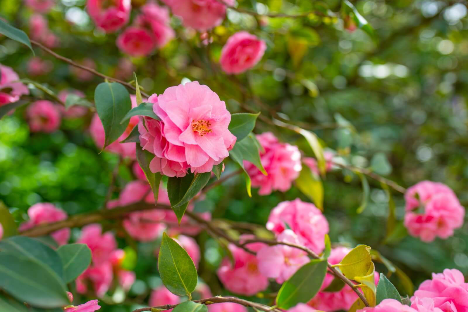10 Best Companion Plants for Camellia Flowers