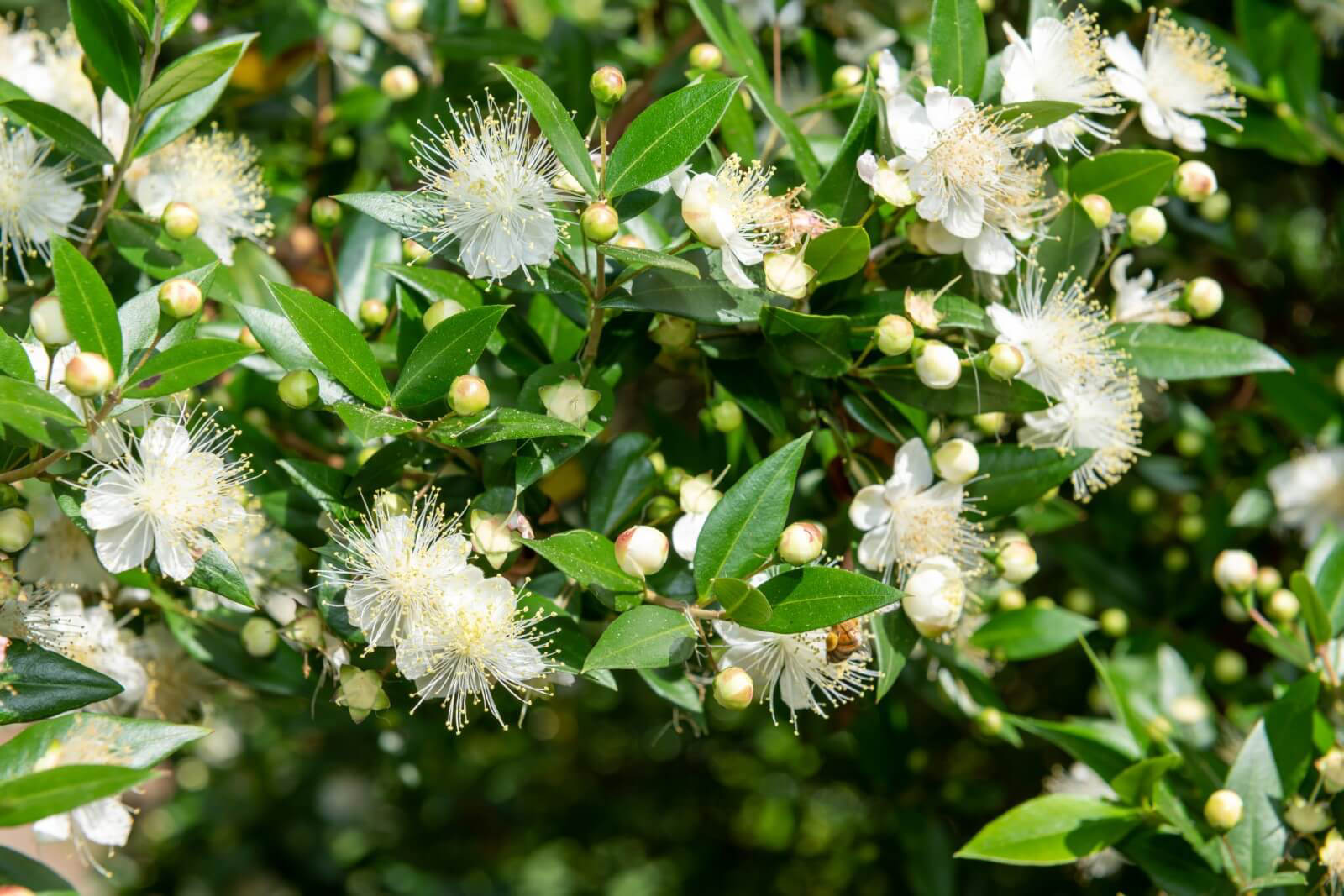 Ideal Myrtle Shrub Growing Zones and Native Range