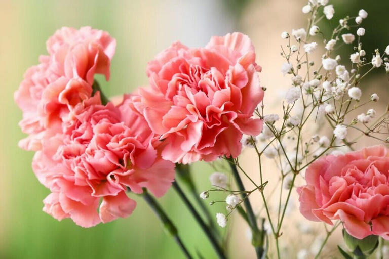 25 Best Types of Birthday Flowers for Moms