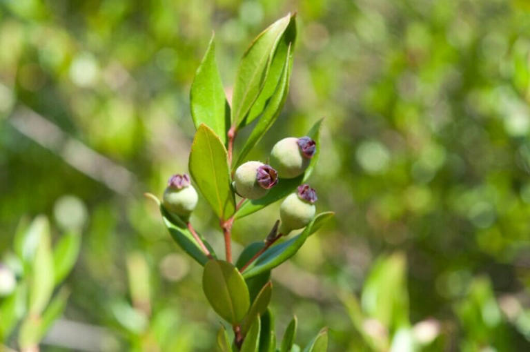 Are Common Myrtle Shrubs Edible?