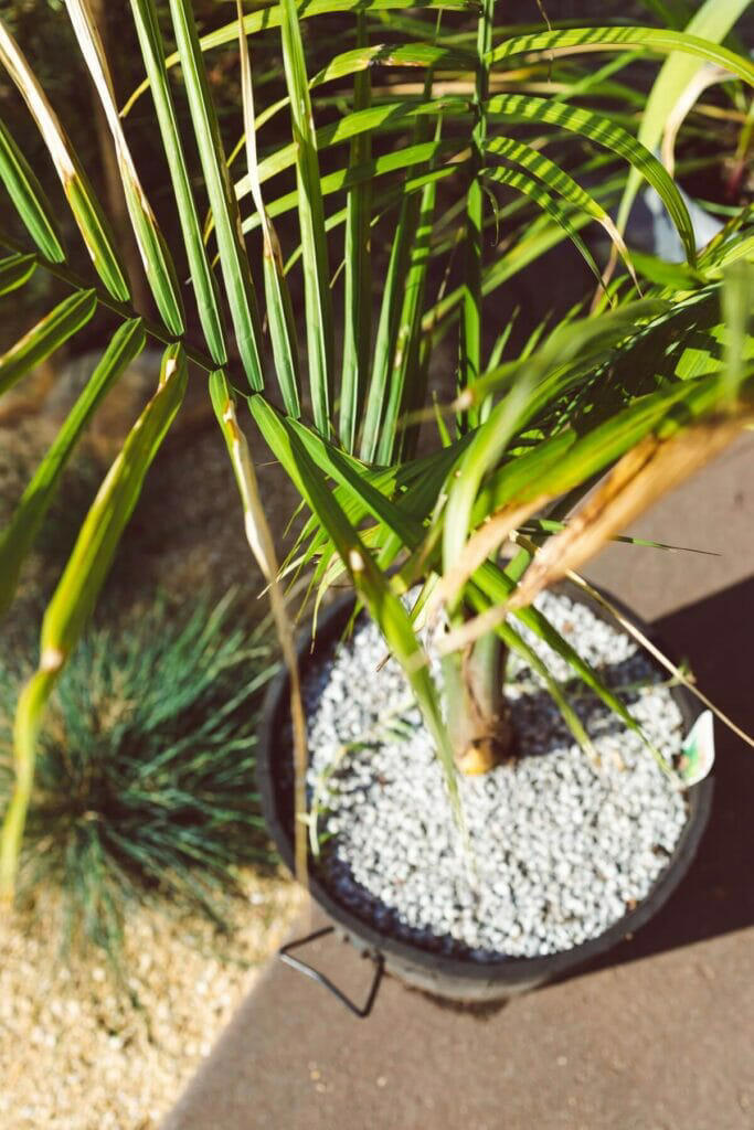 30 Types of Potted Palm Trees