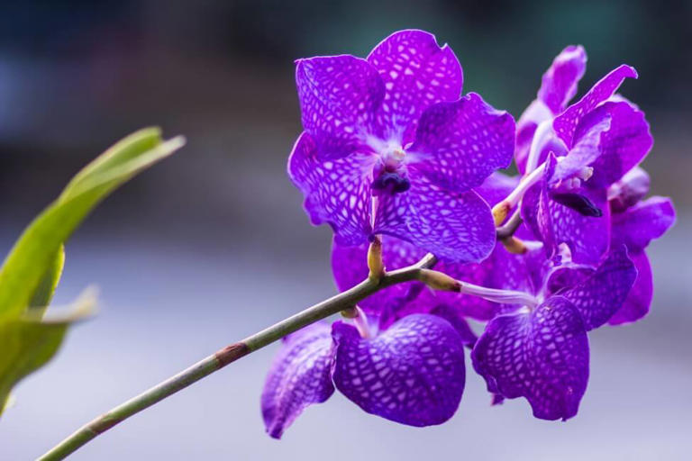 25 Unique Purple Houseplants And How To Grow Them