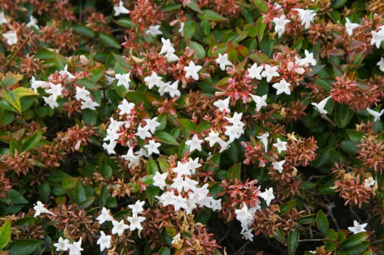 How to Grow Abelia Grandiflora Flowers in Your Garden