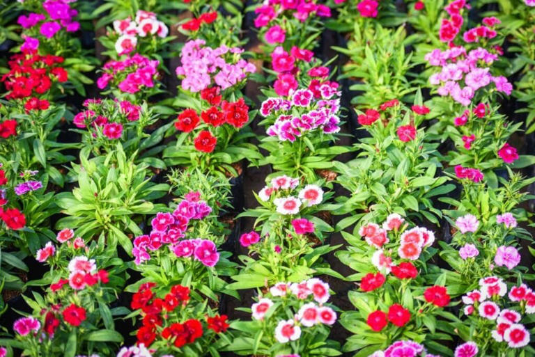How to Grow Garden Pinks (Dianthus Chinensis) in Your Garden