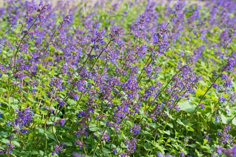 How to Grow and Care for Catnip: Your Complete Guide