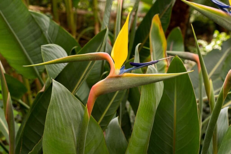 Best Sunlight Exposure for Bird of Paradise Plants