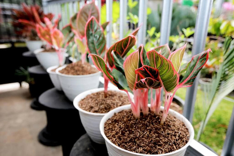 Chinese Evergreen Plant Care at Home