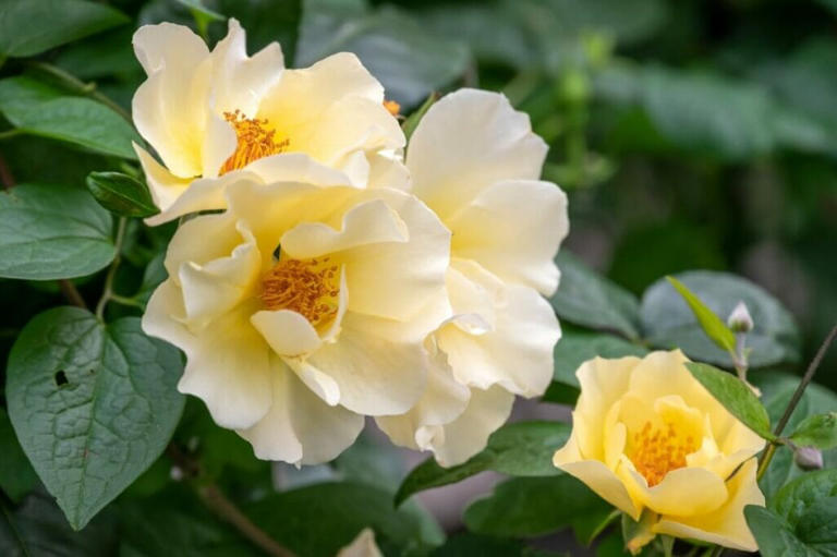 12 Best Thornless Climbing Roses for a Pain-Free Garden