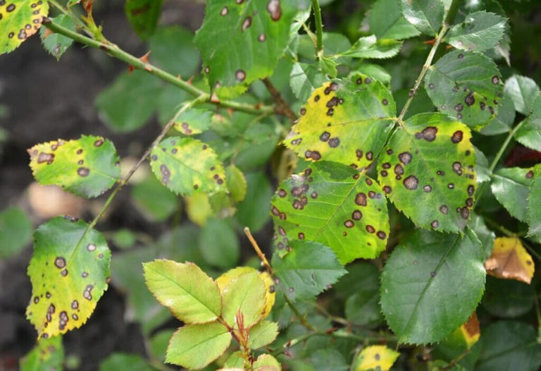 10 Reasons Rose Leaves Turn Yellow And How To Fix It 3796