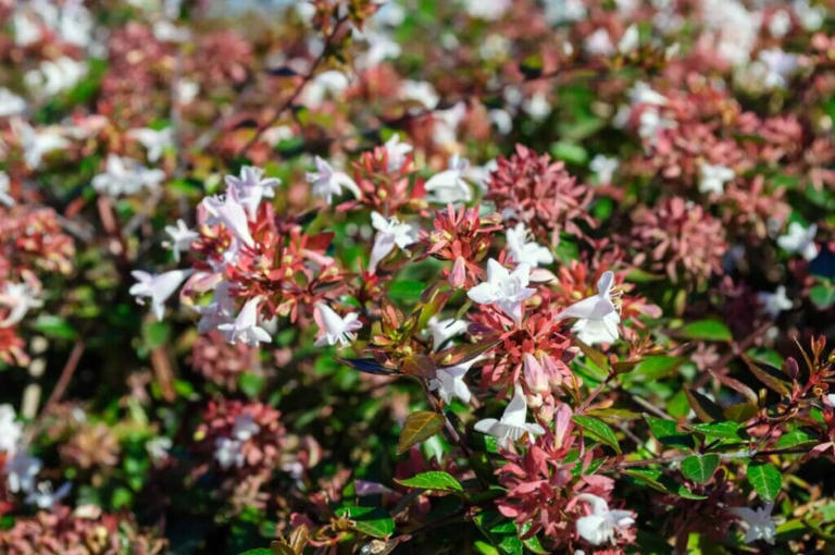 How to Grow Abelia Grandiflora Flowers in Your Garden