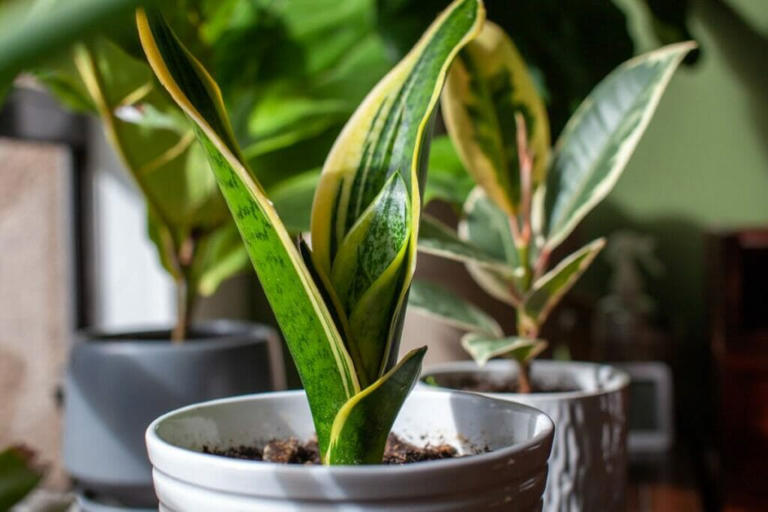 Are Snake Plants Pet Friendly?