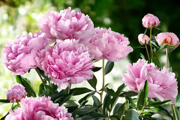 Types of Peony Flowers (Tree, Herbaceous, and Itoh) + 43 Popular Varieties