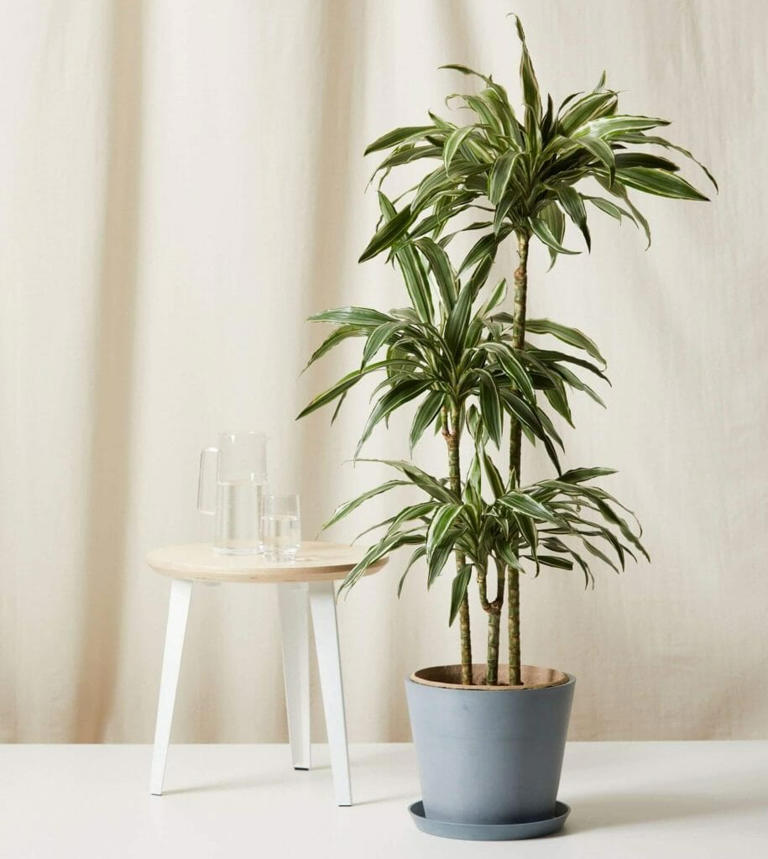 12 Best Types of Dracaena Plants to Grow at Home