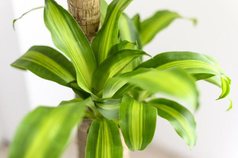 12 Best Types of Dracaena Plants to Grow at Home