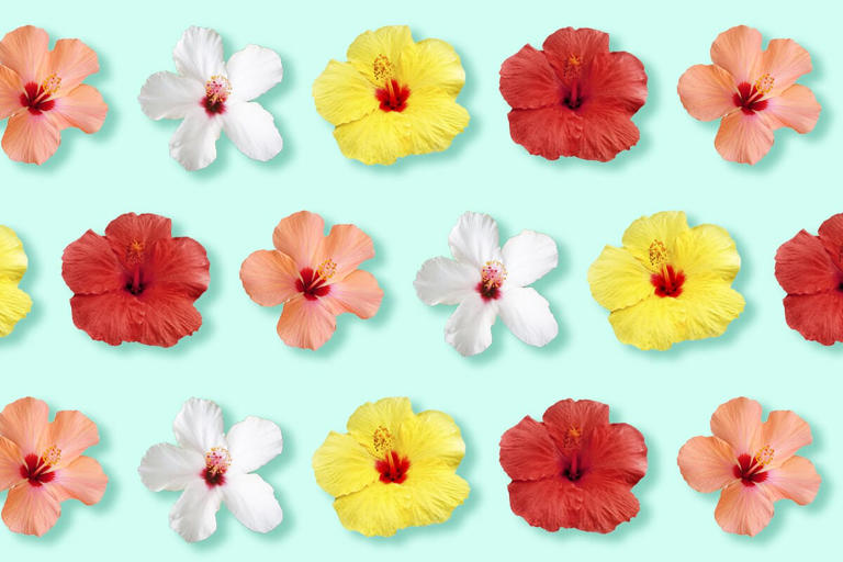 Hibiscus Flower Colors: A Comprehensive Guide To Every Shade