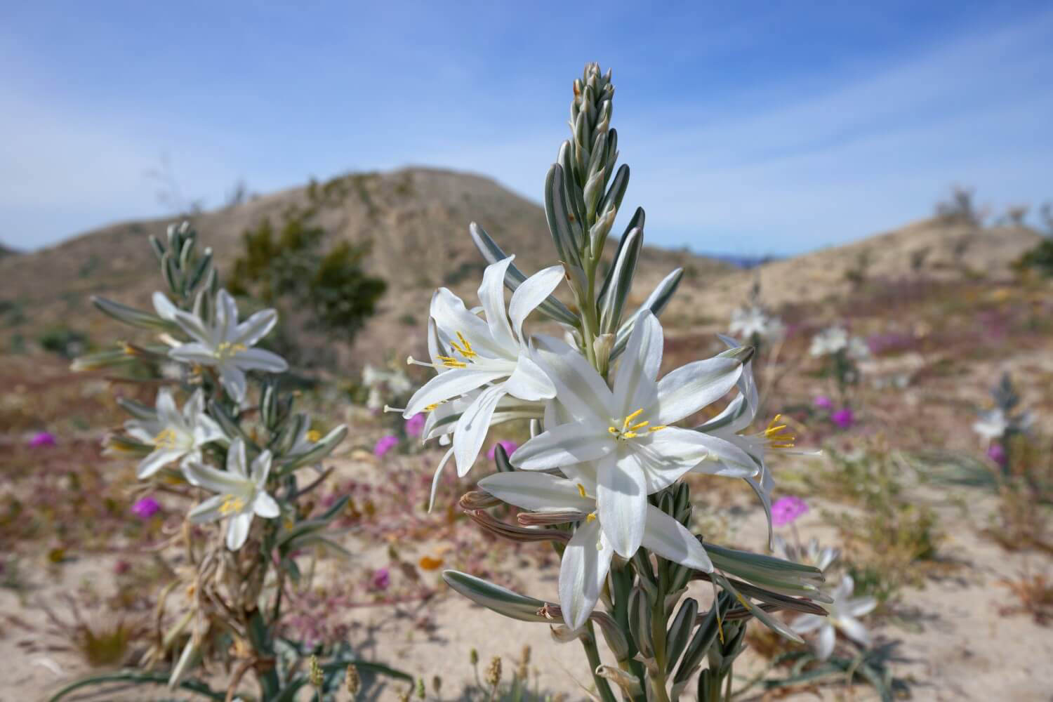 Desert Lily Meaning, Symbolism, Uses, and Growing Tips