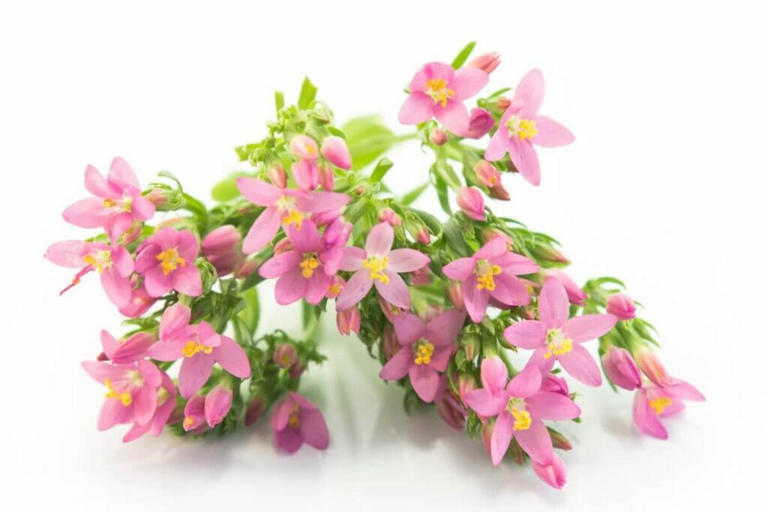 Common Centaury Flowers and Their Timeless Symbolism