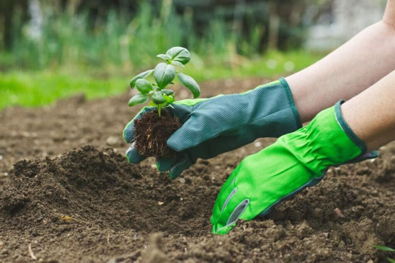 Best Soil Types for Thriving Basil Plants