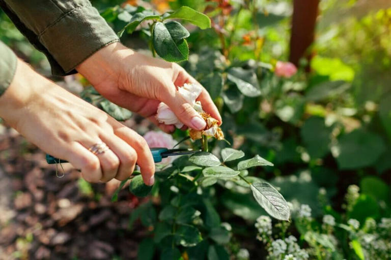 How to Prune and Deadhead Carnations Each Season