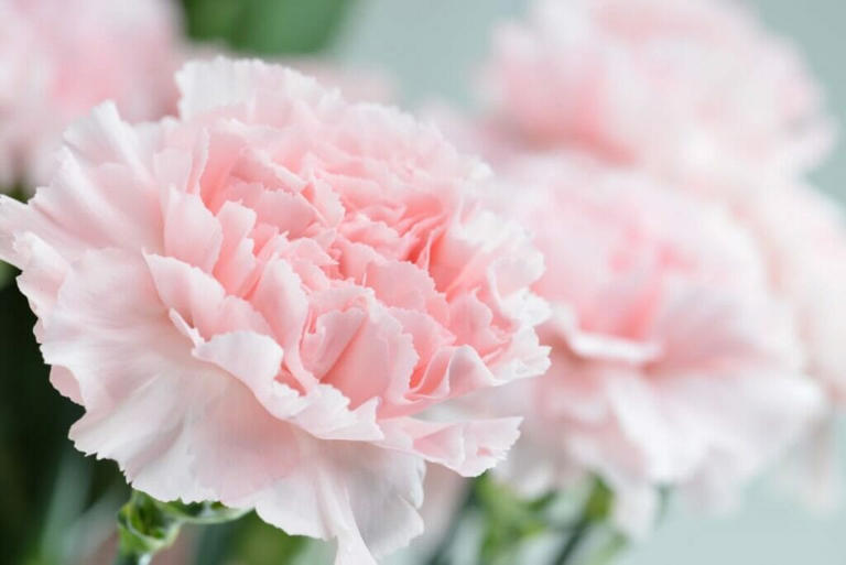 What Do Carnation Flowers Smell Like?