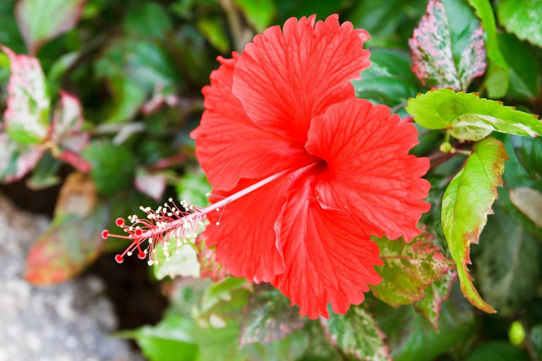 How To Fertilize Hibiscus Plants For Stunning Blooms Each Season