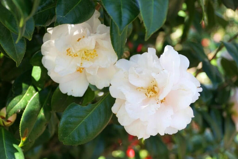 White Camellia Flowers: An Essential Guide to 15 Striking Varieties