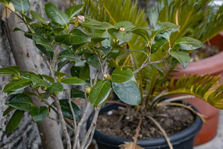 Growing Camellias Indoors: Essential Tips and Considerations