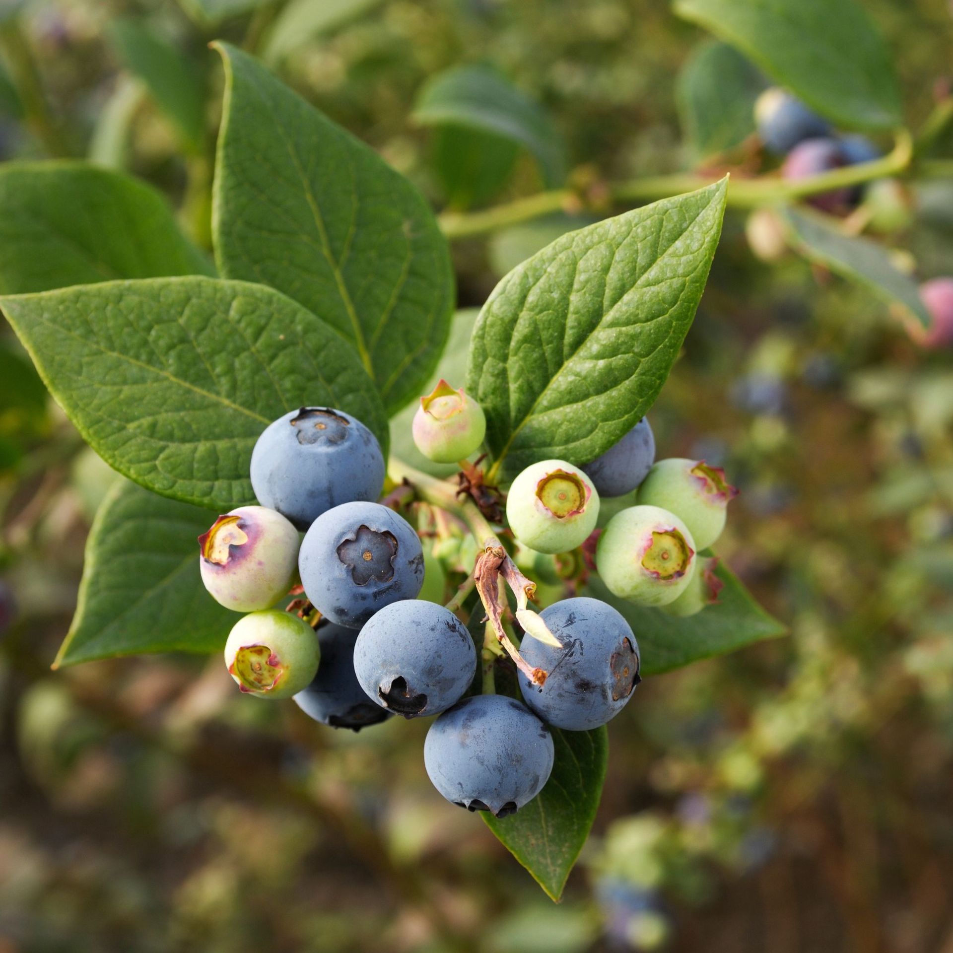 How To Grow Blueberries In Pots – Experts Say It's The Best And Easiest ...