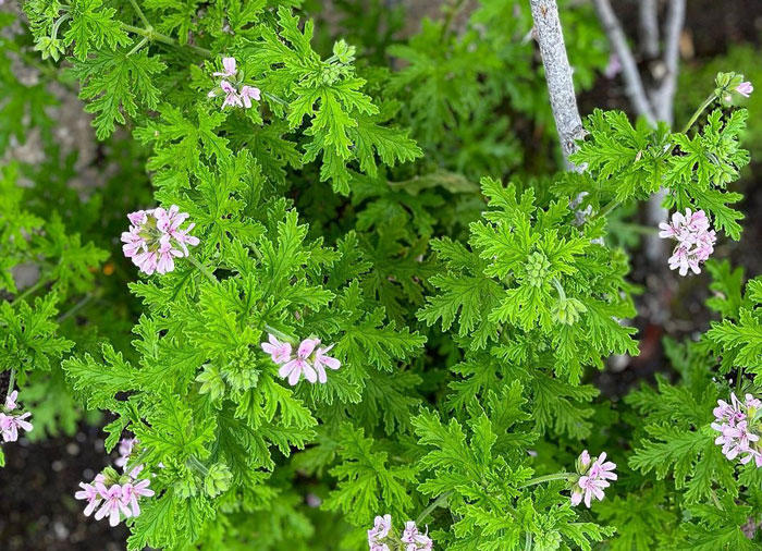 How to Grow and Care for Citronella (Mosquito Plant)