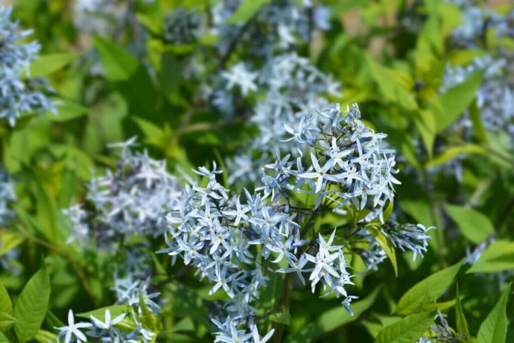 How To Grow Blue Star Flowers Amsonia Tabernaemontana   BB1gWc8o.img