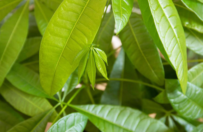 When And How To Fertilize Money Tree Plants