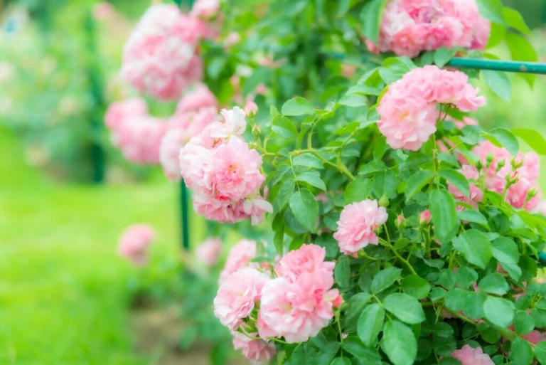 Best Soil Types for Garden Roses to Thrive