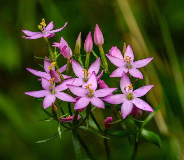 Common Centaury Flowers and Their Timeless Symbolism