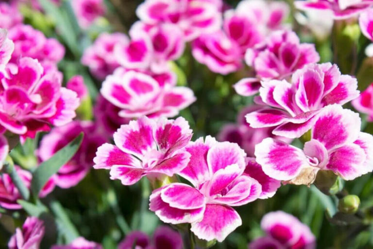 How to Fertilize Carnations for Optimal Growth and Vibrant Blooms