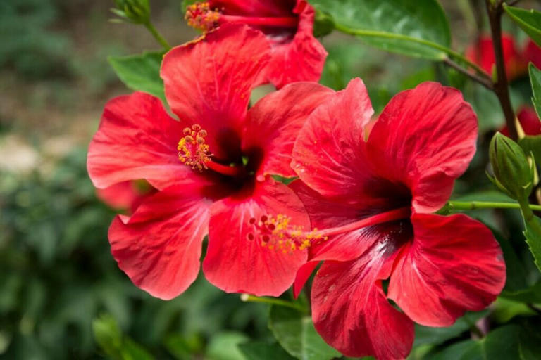 Tropical Hibiscus Plant Care And Essential Growing Tips