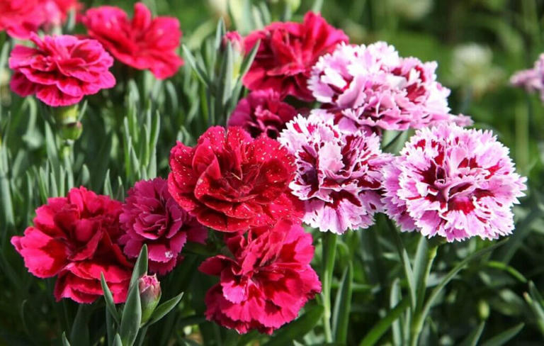 What Do Carnation Flowers Smell Like?